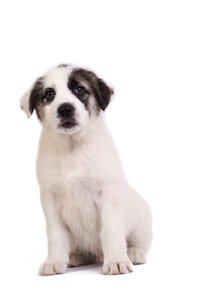 Cute photo of Hospitality Hound